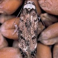White-shouldered house moth on some grain
